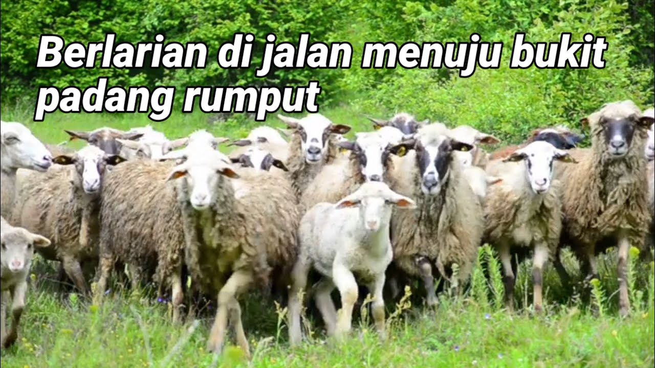 Video kawanan Domba merumput di sebidang tanah di Pedesaan Pugliar.Italia