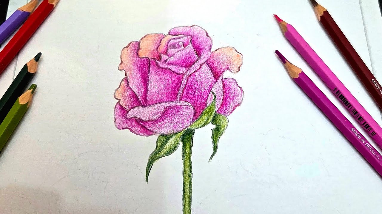 How To Draw A Rose Flower Step By Step l Easy Pencil Colour Shading For Beginners