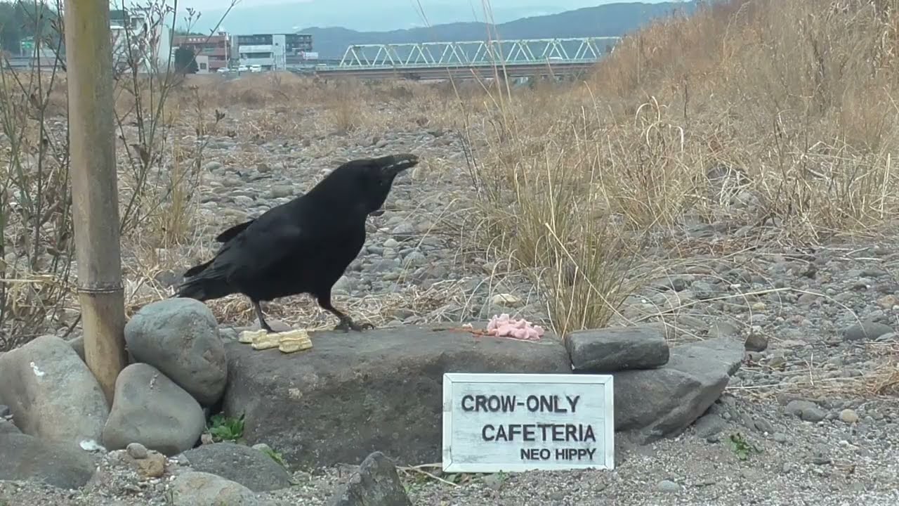 Y0132　Oita River　My Birthday　5 Items　MON and AOI (Wild Carrion Crow)　Part 2