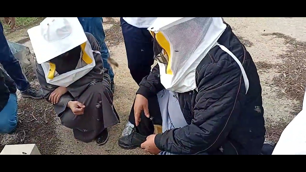 الجديد في دورة العمرية النحل المرزوم