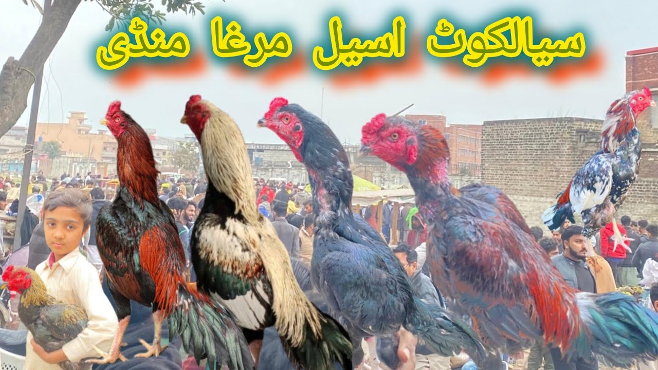 sialkot jinah stadium aseel murgh mandi Is dafa mandi kam lagi 2024 #aseel #sialkotpetsvlogs