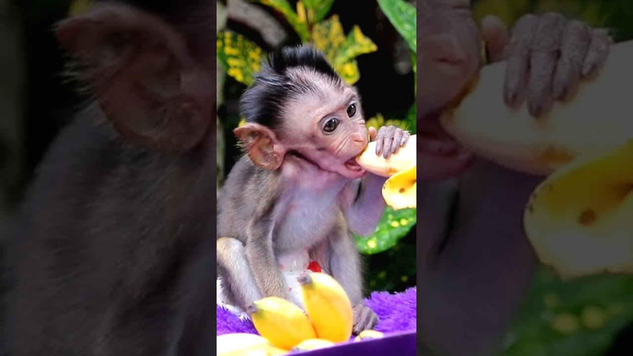 Cute Baby Monkey Eating Banana 