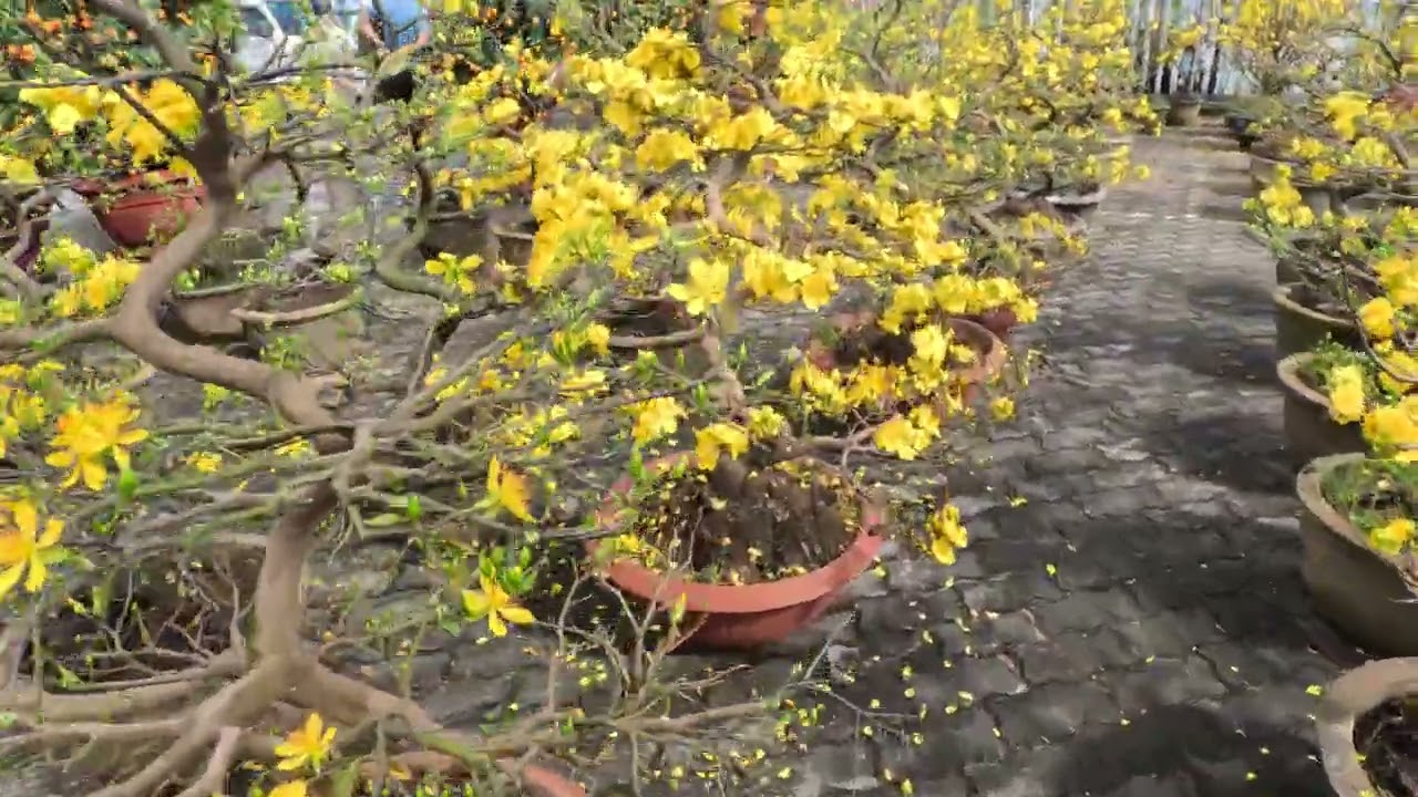 Hoa xuân Bính Ngọ 02-2026 017535