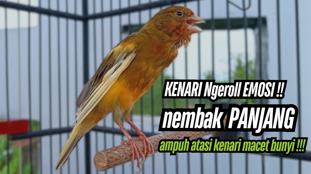 Burung Kenari Cuit CUIT GACOR NGEREK AMPUH!! Masteran Kenari PAUD dan Pancingan Kenari MACET BUNYI