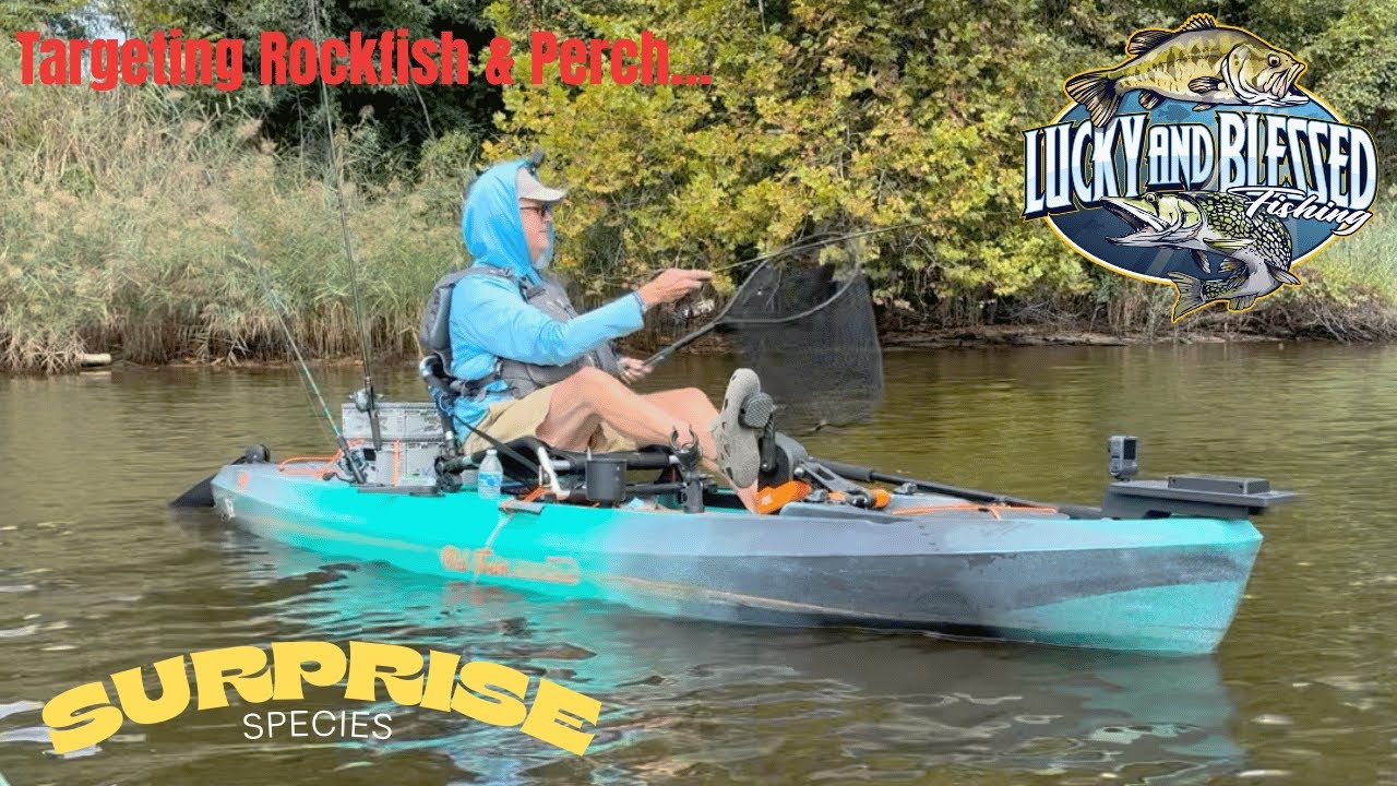 Kayak Fishing for Rockfish and Perch and Catching a Surprise Species in Maryland!