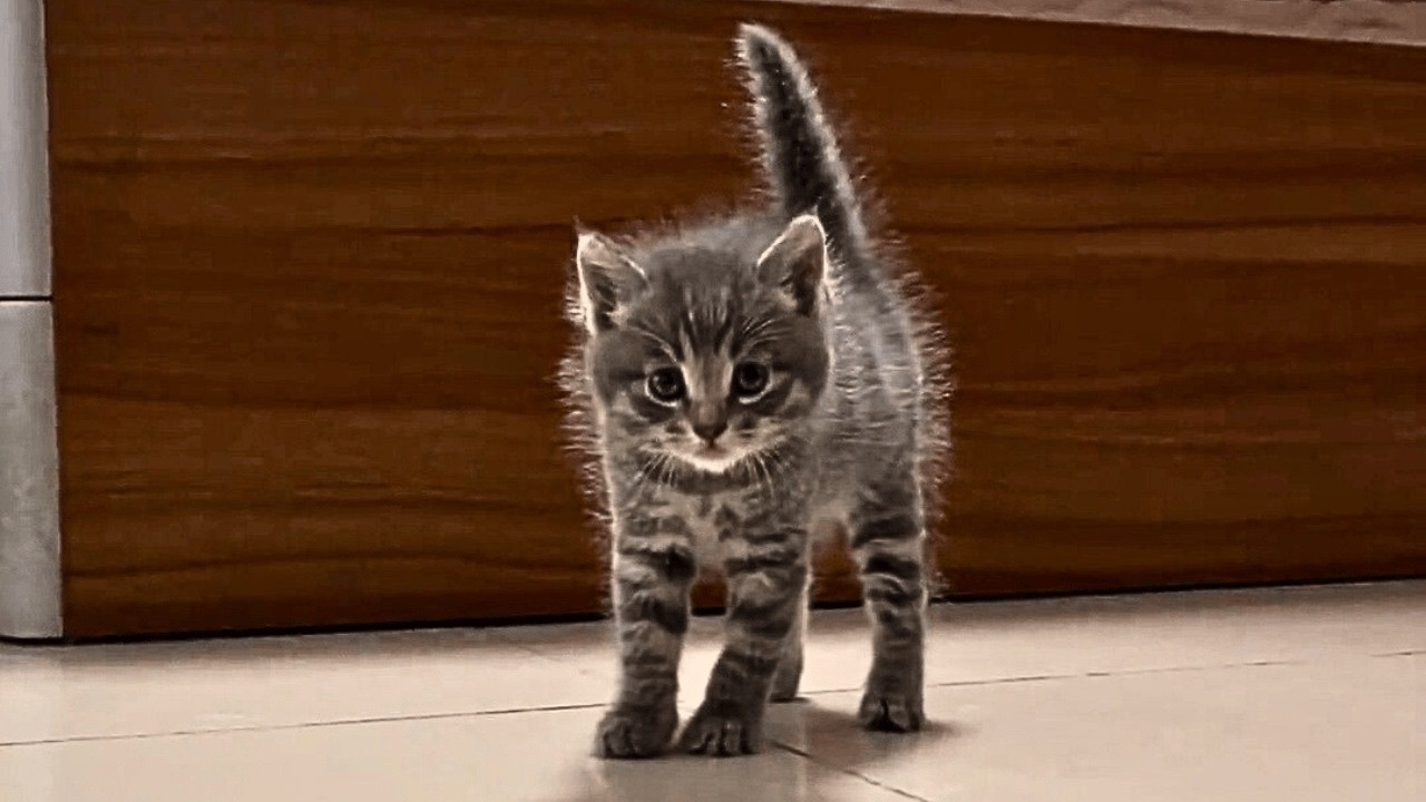 У мусорки раздавались мяуканья; наклонившись, я увидел в траве котёнка, дрожащего и зовущего маму.