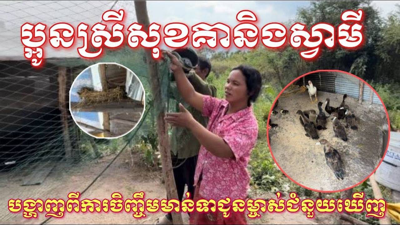 ប្អូនស្រីសុខគានិងស្វាមីបានបង្ហាញពីការចិញ្ចឹមមាន់ទាអោយម្ចាស់ជំនួយឃើញ