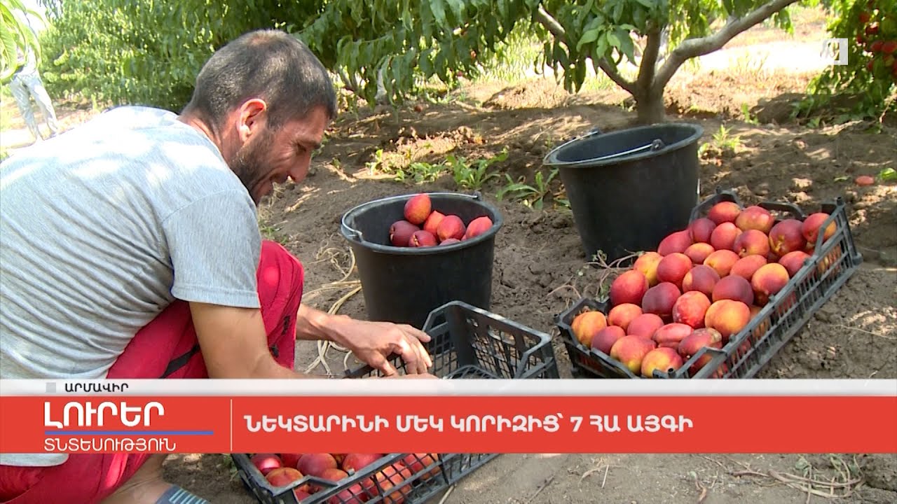 Նեկտարինի մեկ կորիզից՝ 7 հա այգի