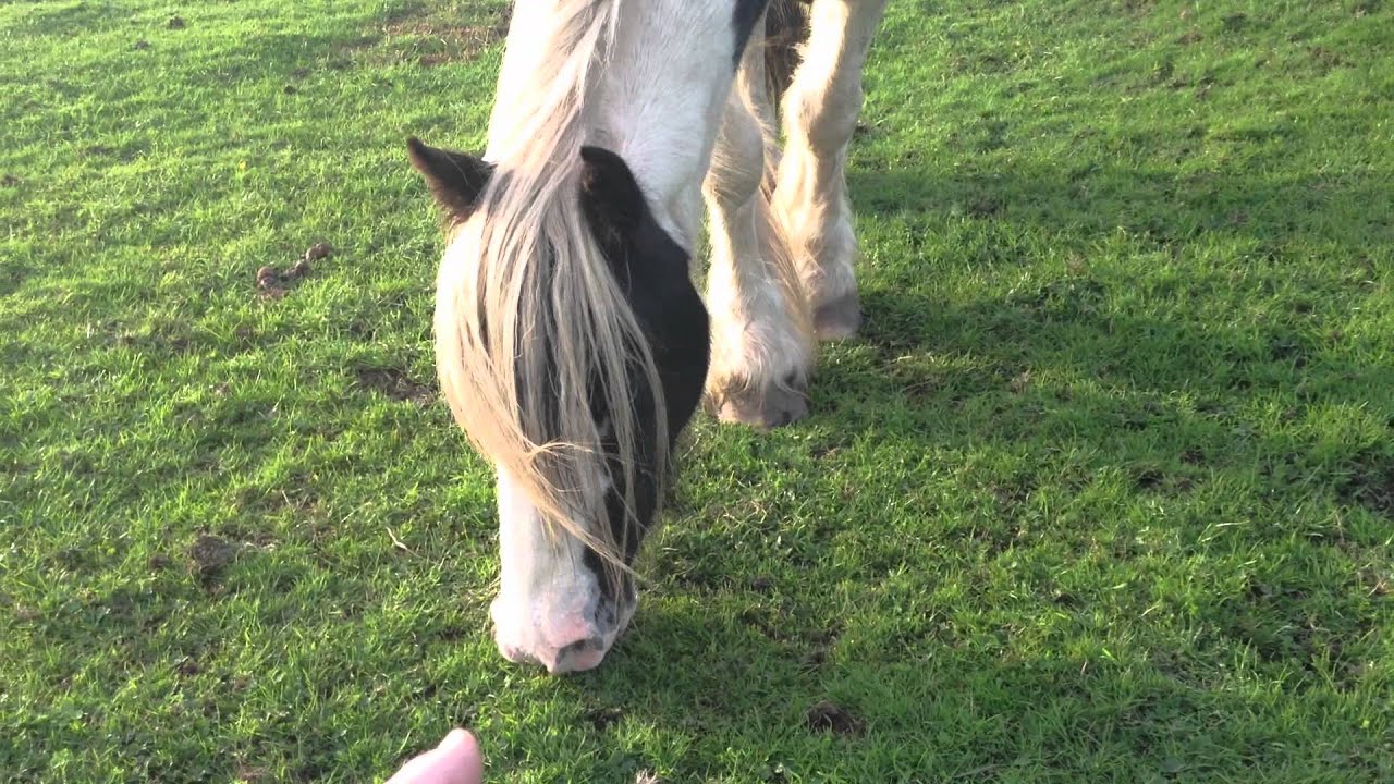 Horses on Yeadon banks