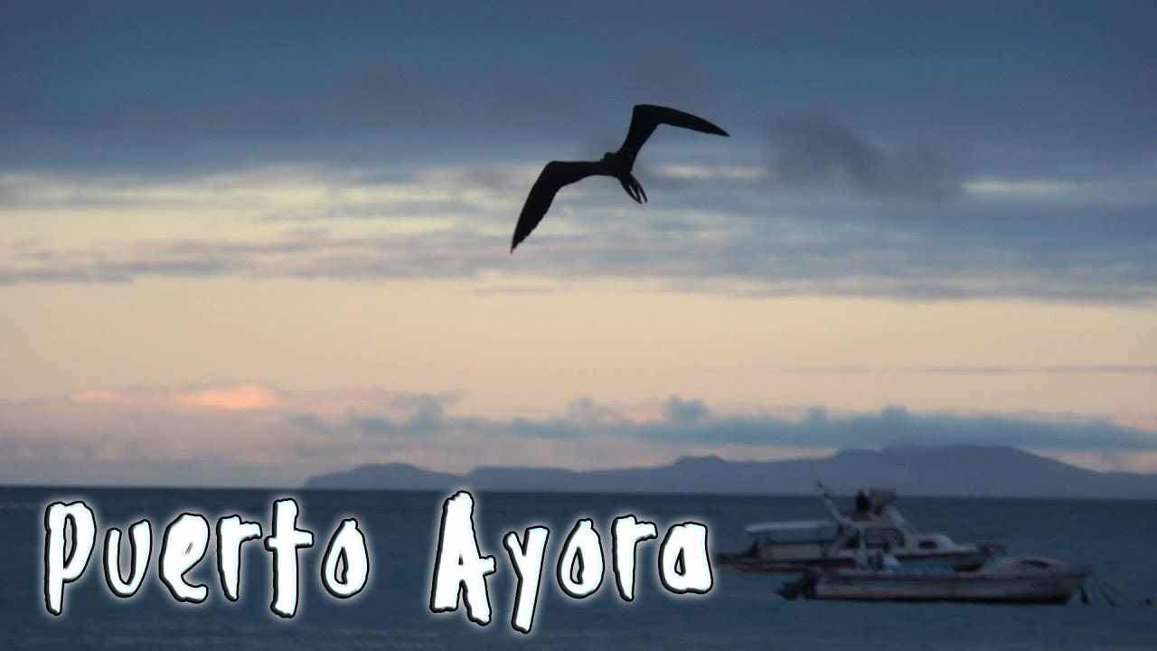 Galapagos-Puerto Ayora: Action at the Fishmarket - sea lions, birds, marine iguanas (timelapse)