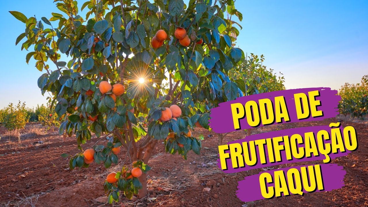 COMO FAZER PODA DE FRUTIFICAÇÃO E FORMAÇÃO DO CAQUI, COMO COLHER MUITO CAQUI.
