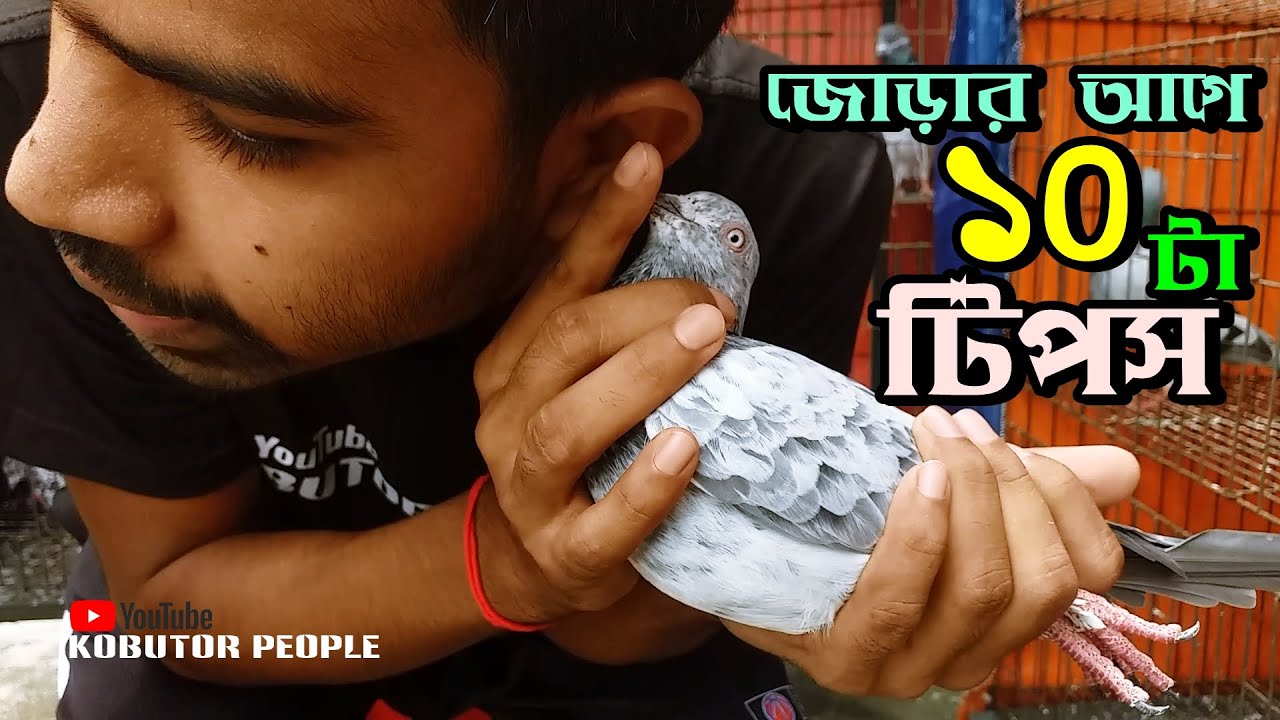 এই ১০ টা টিপস না জানলে লস হবেই | কবুতর জোড়া দেয়ার আগে যা যা জানা জরুরী | Rajon | Pigeon | Kobutor