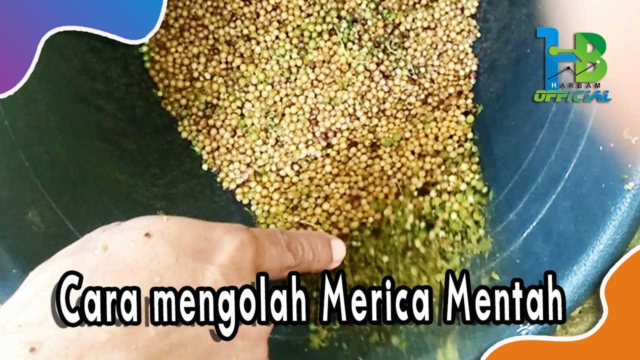 cara mengolah merica atau sahang mentah