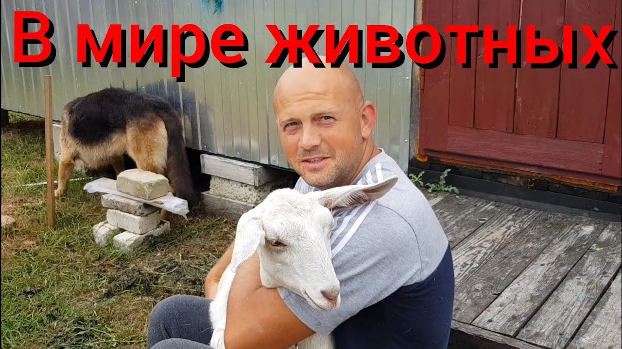 Новая серия о жизни семьи на хуторе в лесу . Ясли для свинки 