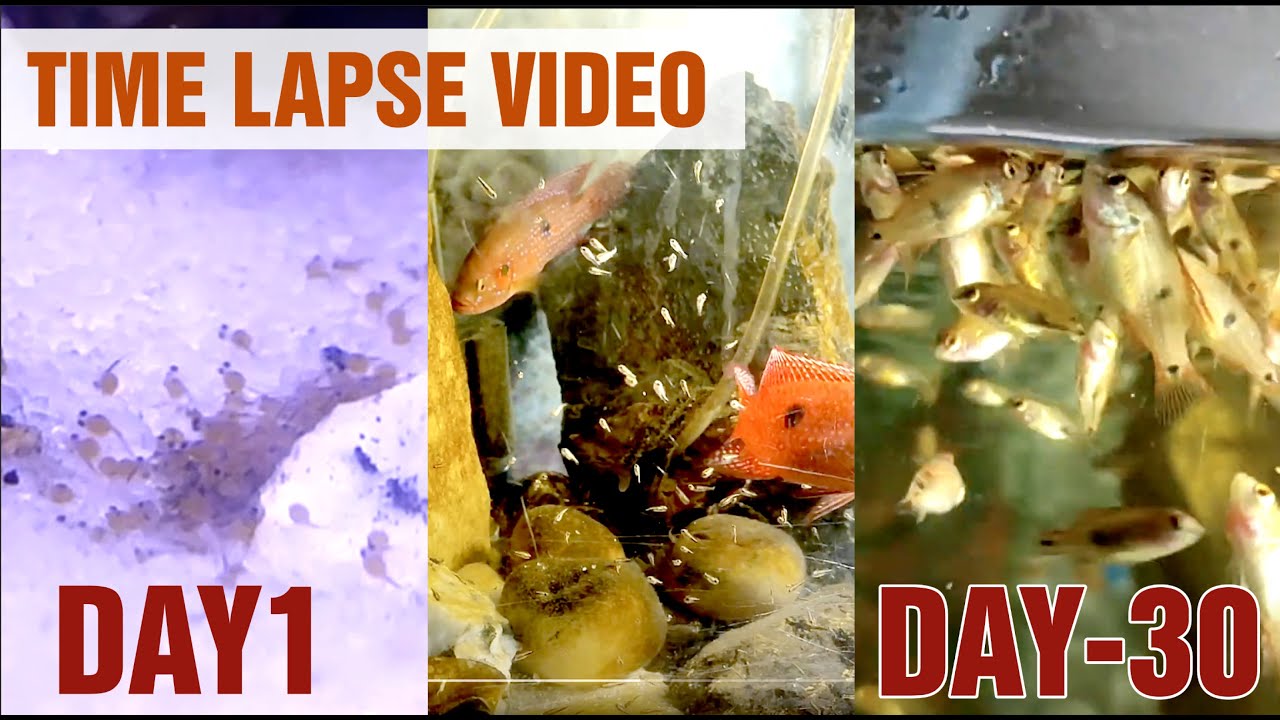 Growing Jewel fish Babies (Time Lapse Video),  Cichlid jewel fish baby growth in 1 month