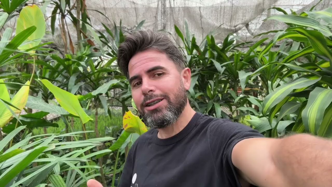 5 espécies de Dracena para usar em vasos | Plantas de Sol e Sombra