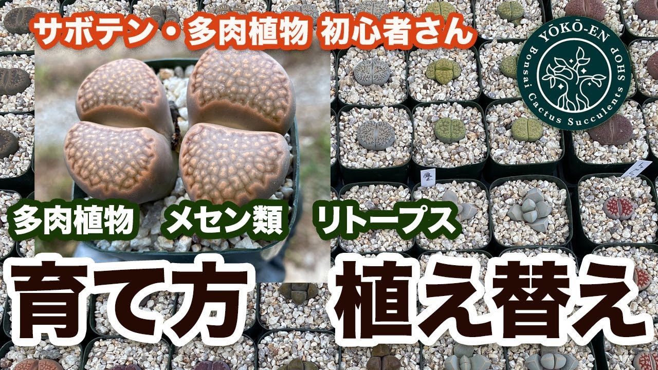 【 多肉植物 】リトープスの栽培方法 2024年8月