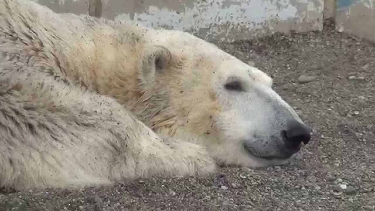 Tsuyoshi the polar bear plays in the sandpit at Kushiro Zoo, Japan