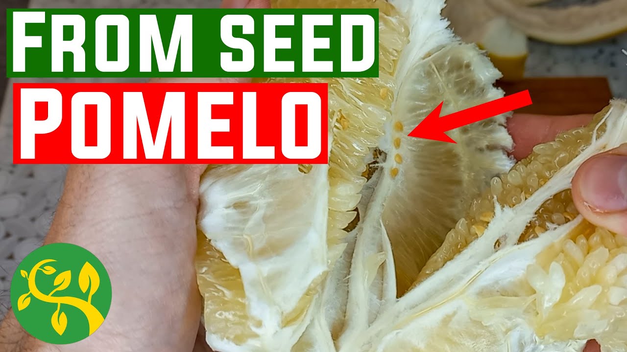Я пытаюсь вырастить помело из семян.