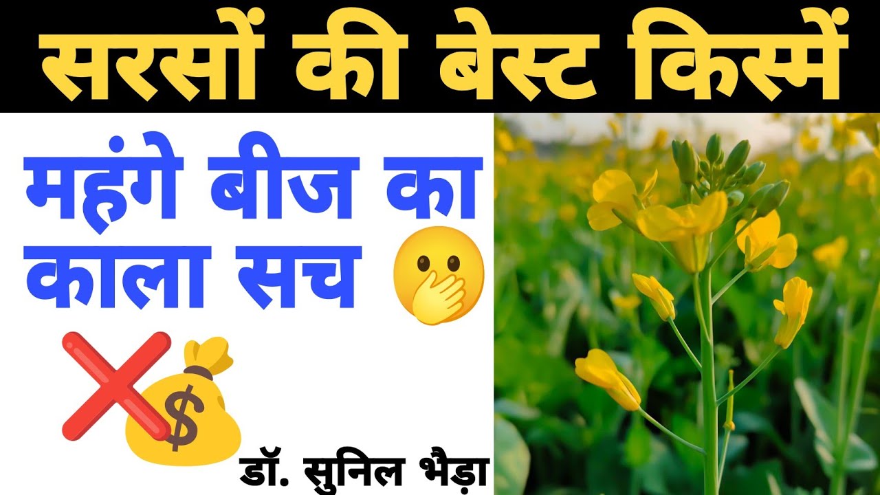 सरसों की बेस्ट किस्में। सरसों की सबसे सस्ती और टोप किस्में। सरसों का 90-900 रूपये के बीज की कहानी🫢🔥🔥