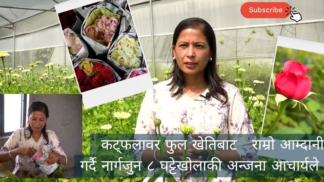नार्गजुन ८ घट्टेखोलाकी अन्जना आचार्यले कट्फलावर फुल खेतिमा  राम्रो आम्दानी गर्दै