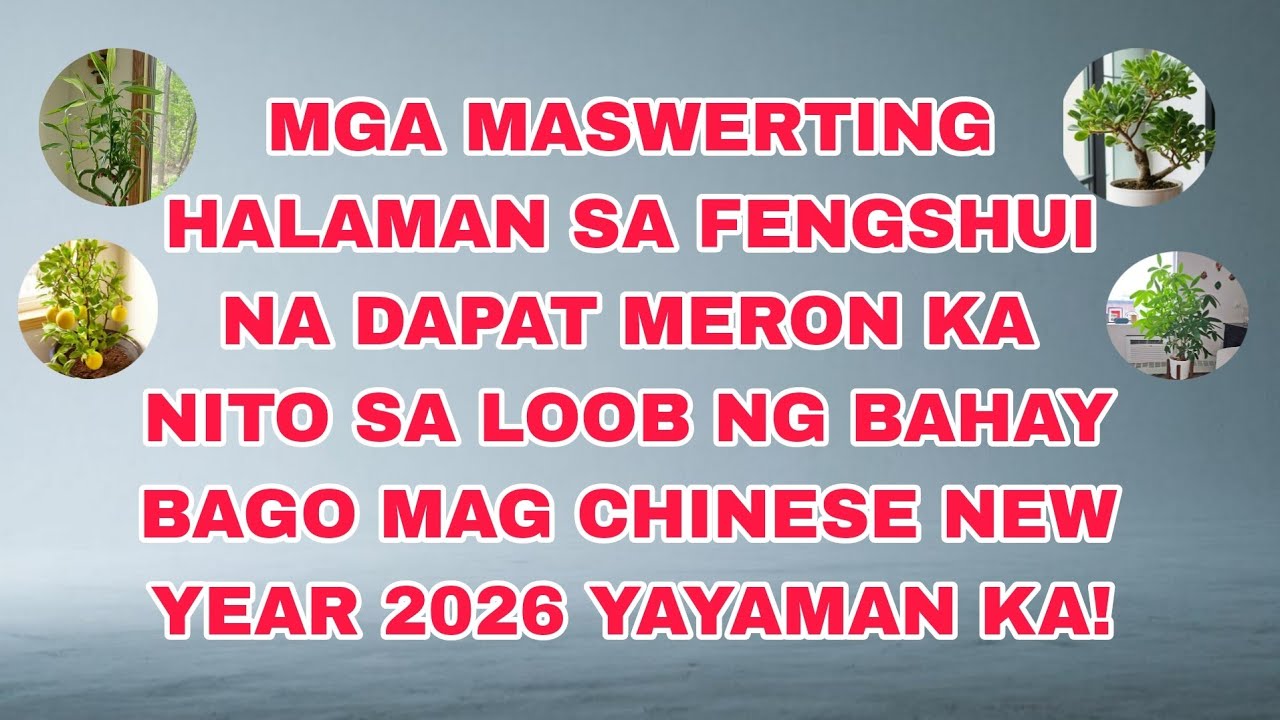MGA LUCKY PLANTS BAGO MAG CHINESE NEW YEAR DAPAT MERON KA NITO KAHIT HINDE KA CHINESE.PARA D MALASIN