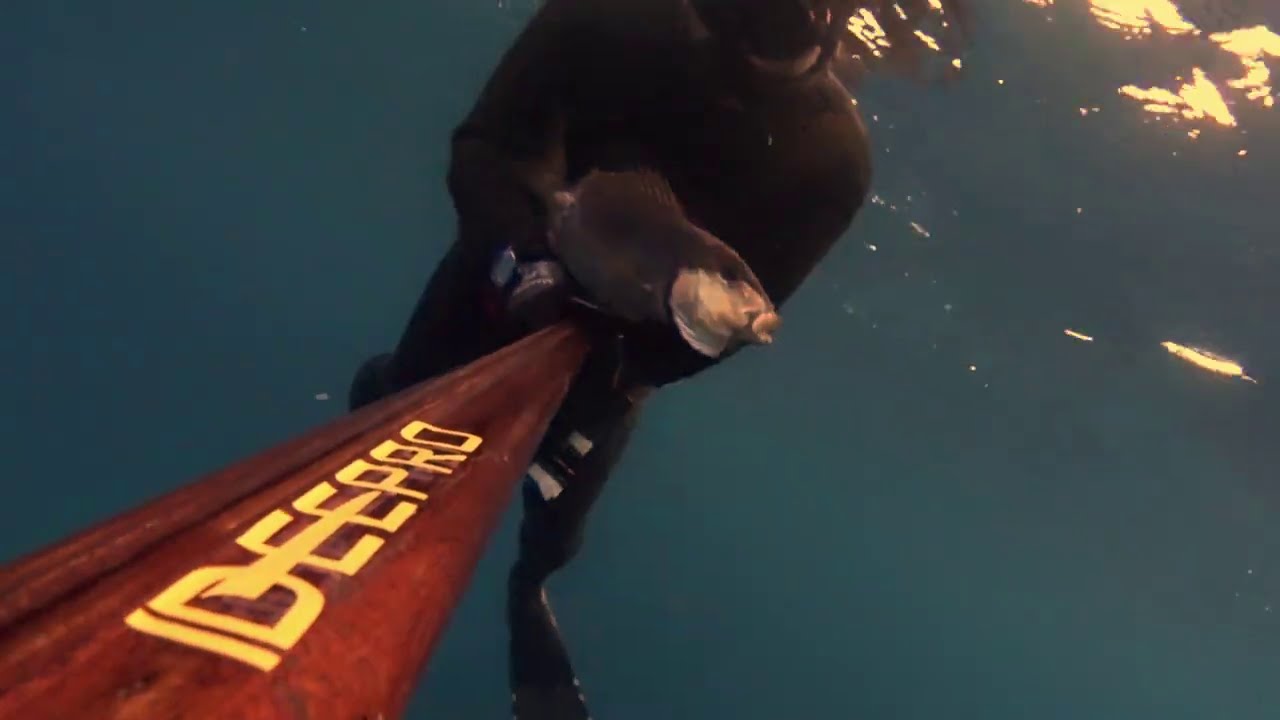 Çeşme Alaçatı Zıpkınla Sinarit Avında Duyduğum Ses | The Sound I Heard While Spearfishing Dentice