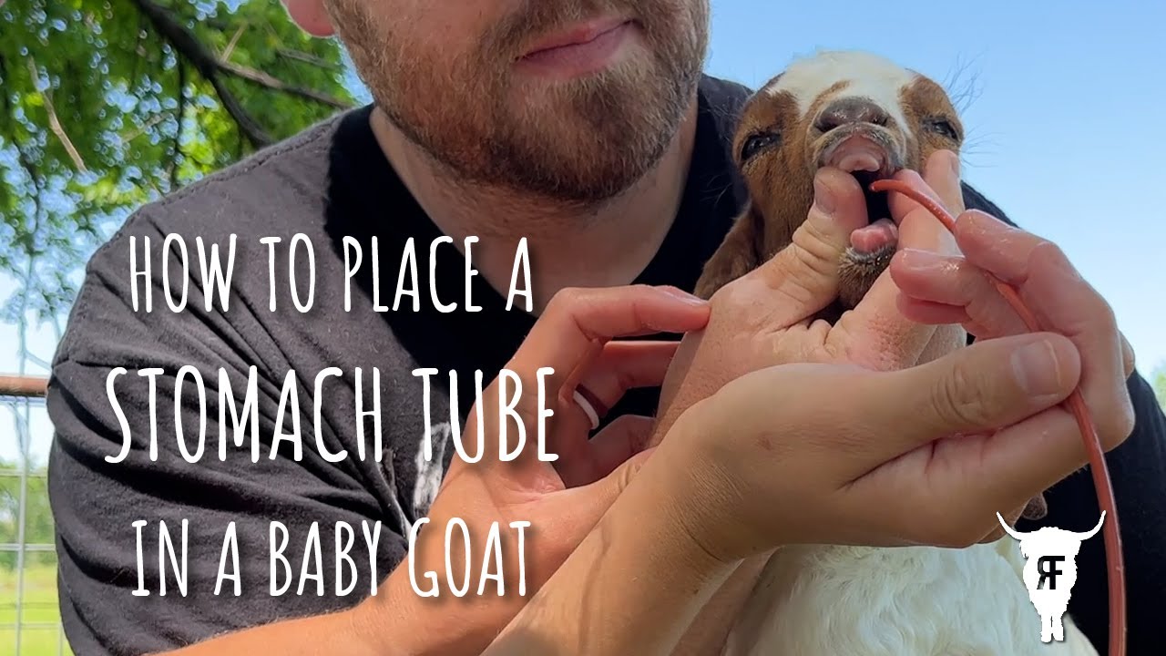 How To Place A Stomach Tube In/Tube Feed A Baby Goat