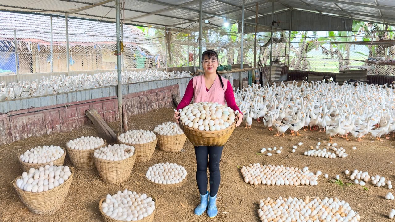 Harvest 1000 Eggs And Chickens In Chicken Farm - Go To Market Sell | New Free Bushcraft