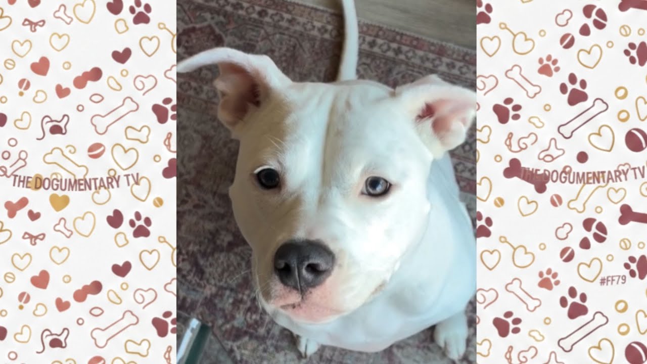 Shelter Pit Bull Was Free Because Nobody Wanted Her   Until This Happened
