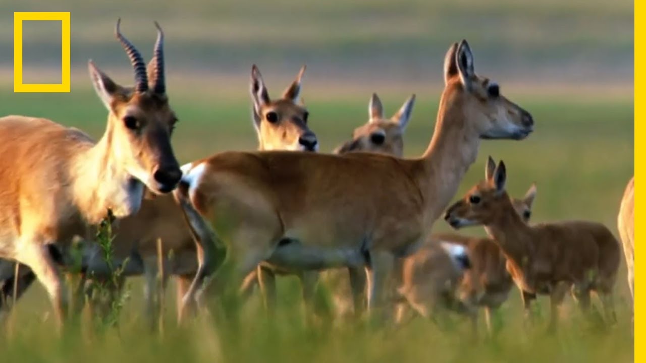 Les rassemblements de gazelles de Mongolie
