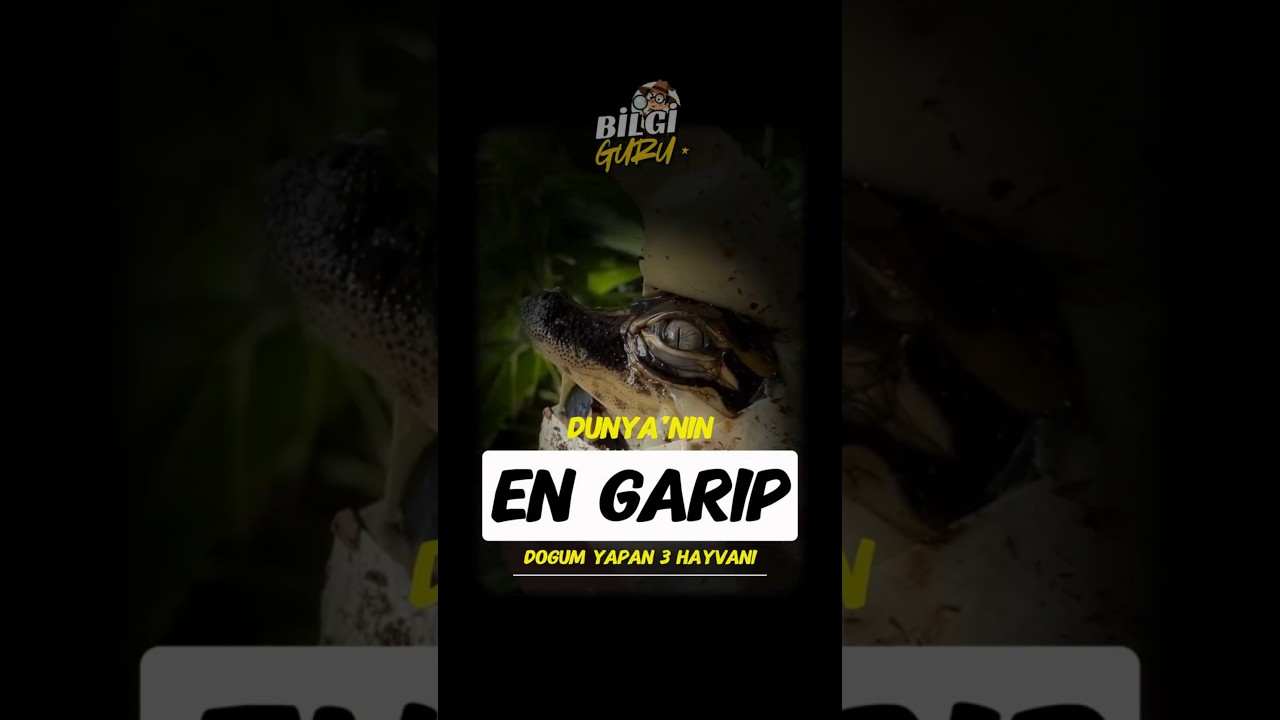 D&uuml;nya'nın En Garip Doğum Yapan 3 Hayvanı!🤯🐍🌎