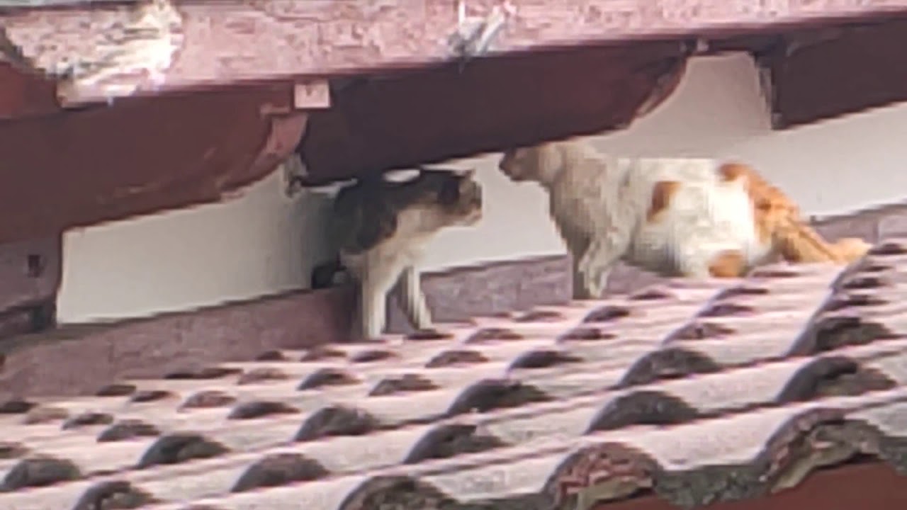 Kucing berantem di atas atap (cats fighting)