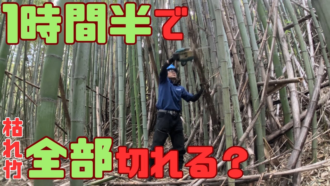 【竹林整備】放置竹林をプロが切る【チェンソー】【伐採】