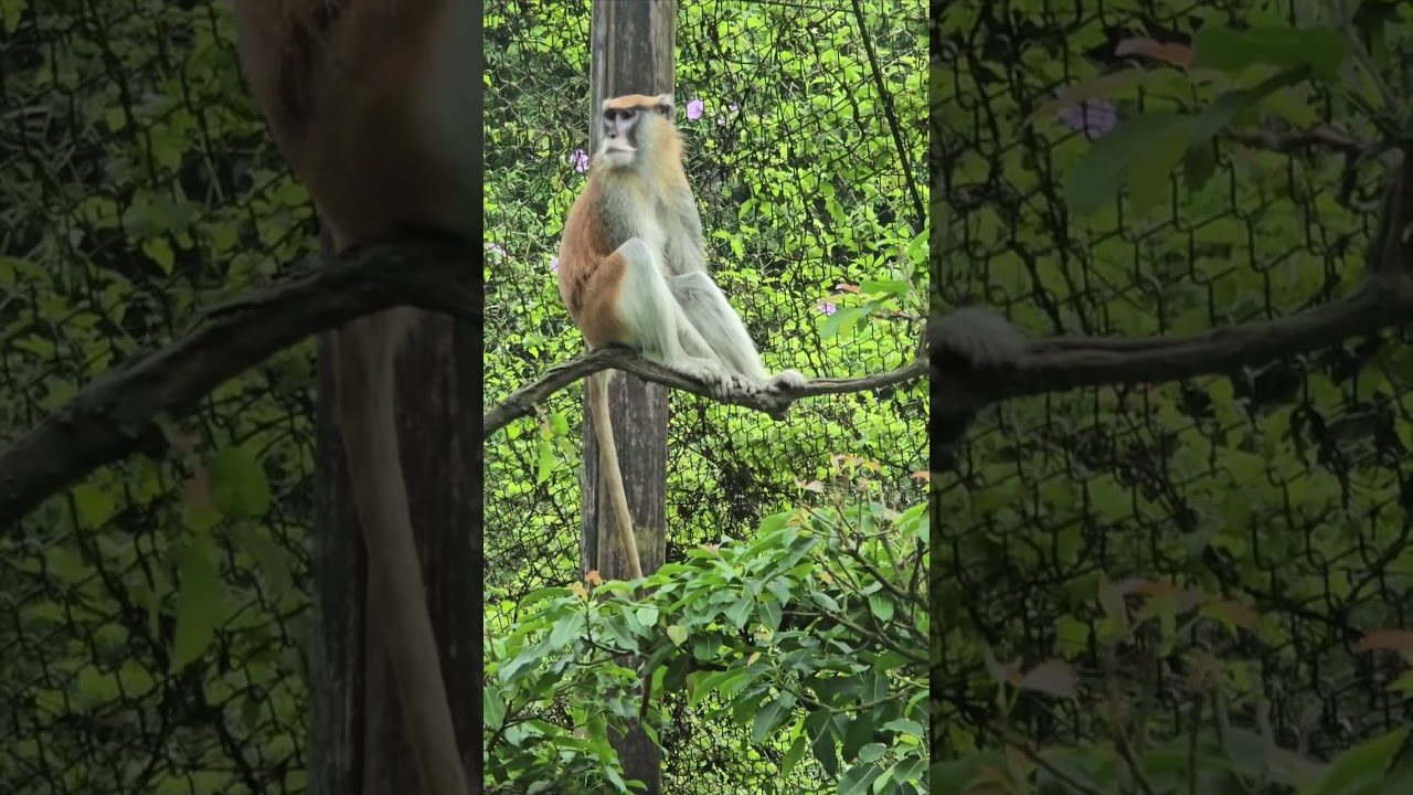 紅猴Patas Monkey/Taipei Zoo