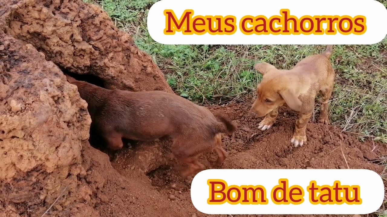 My good hunting dogs \Meus cachorros bom de caçar pegamos TATU