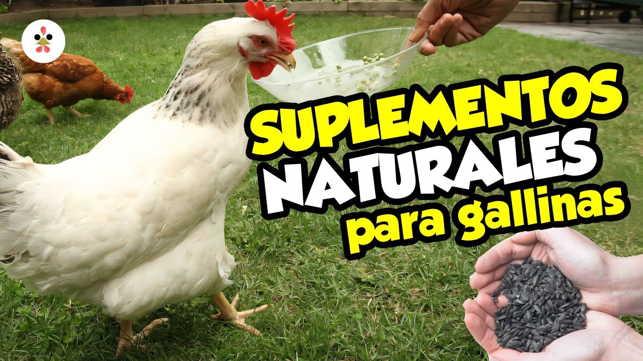 12 Suplementos naturales para gallinas sanas y productivas 🐔🌿🥚