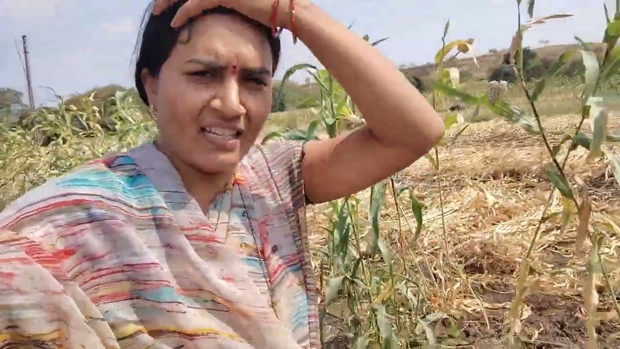 बघा मंडळी गहू आला आहे का काढायला हे बघा आपले कांदे आता सध्या तर भाव काहीच नाही कांद्याला#🥰