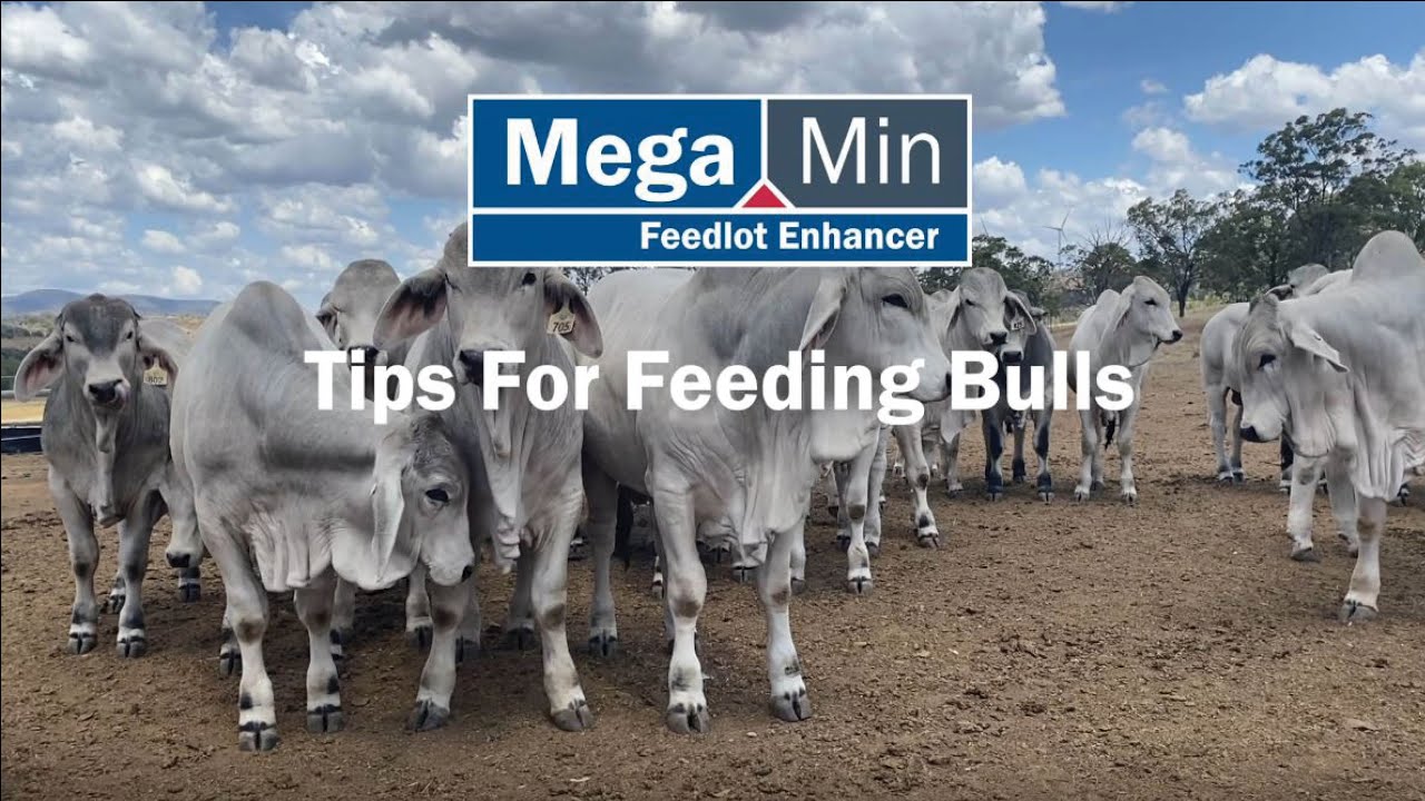 Tips For Feeding Bulls