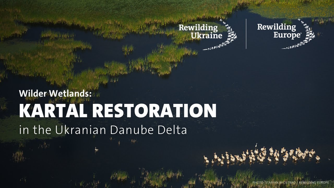 Дикие водно-болотные угодья: восстановление озера Картал в дельте Дуная