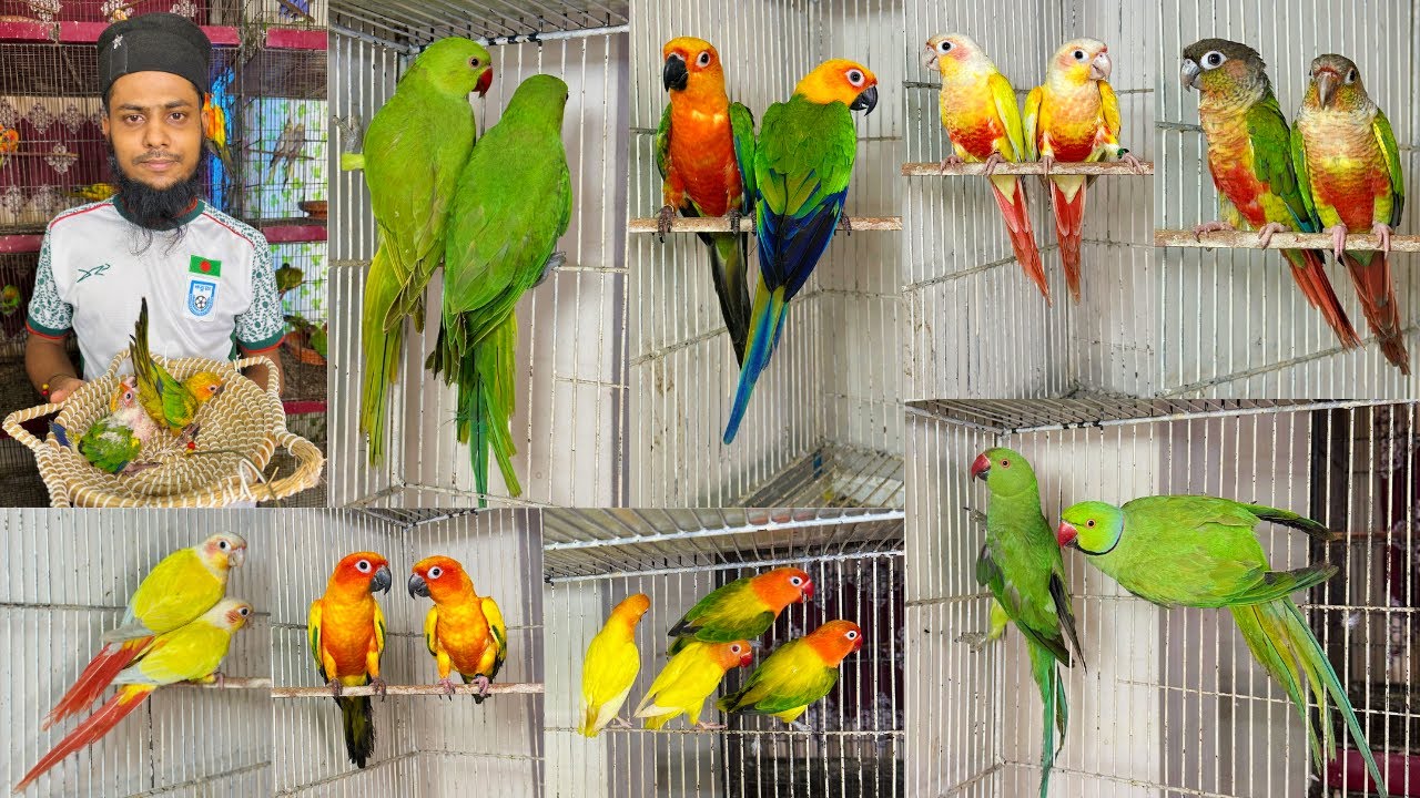 বিক্রীত | Sold: সবুজ টিয়া রানিং ও বাচ্চা, অনেক প্রকার লাভবার্ডের কালেকশন | পেটস | Pets