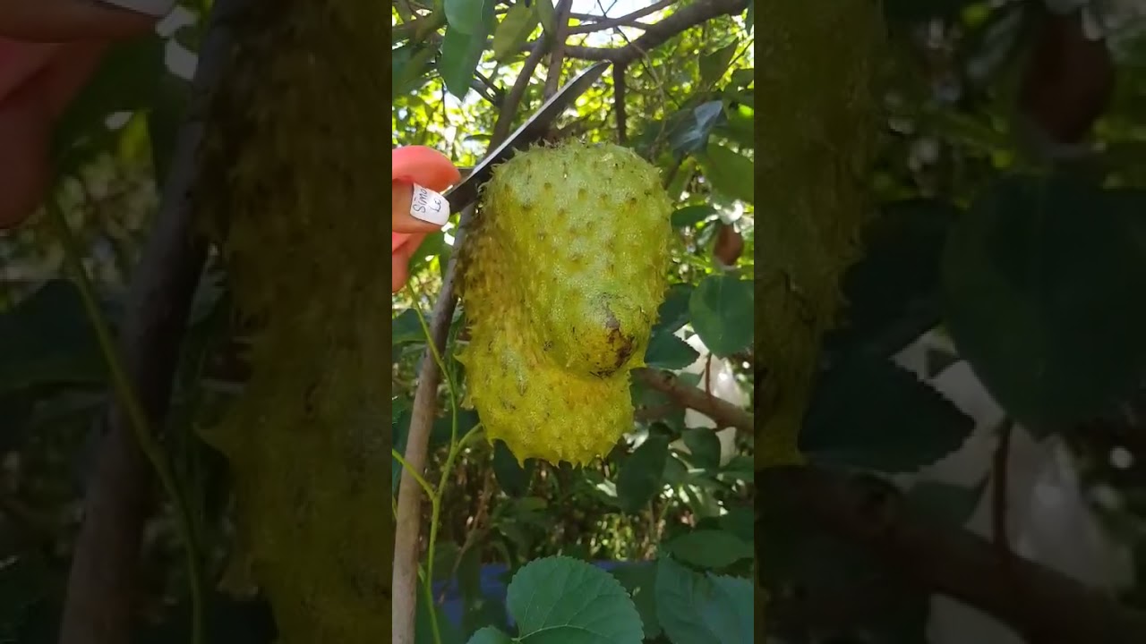 Buah Durian Belanda (Soursop / 紅毛榴蓮). Mengetahui masa matang buah untuk dipetik buah & ready to eat.
