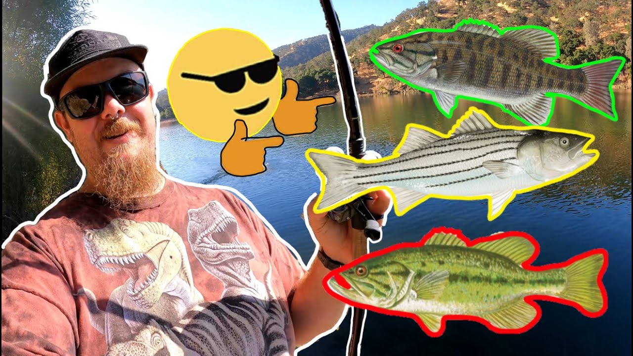 MULTIPLE SPECIES??? (3 different types of bass live here!)