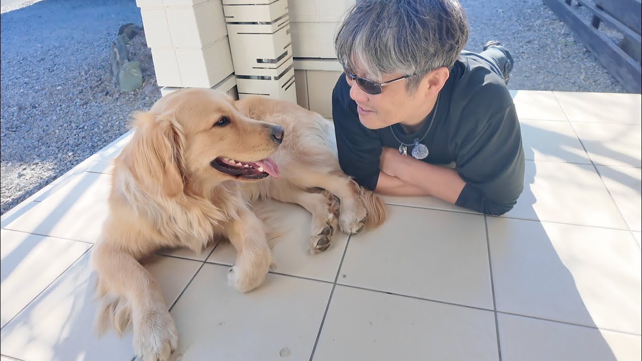 心が疲れた時に見てほしい動画です。犬って素晴らしい！【Golden Retriever japan】