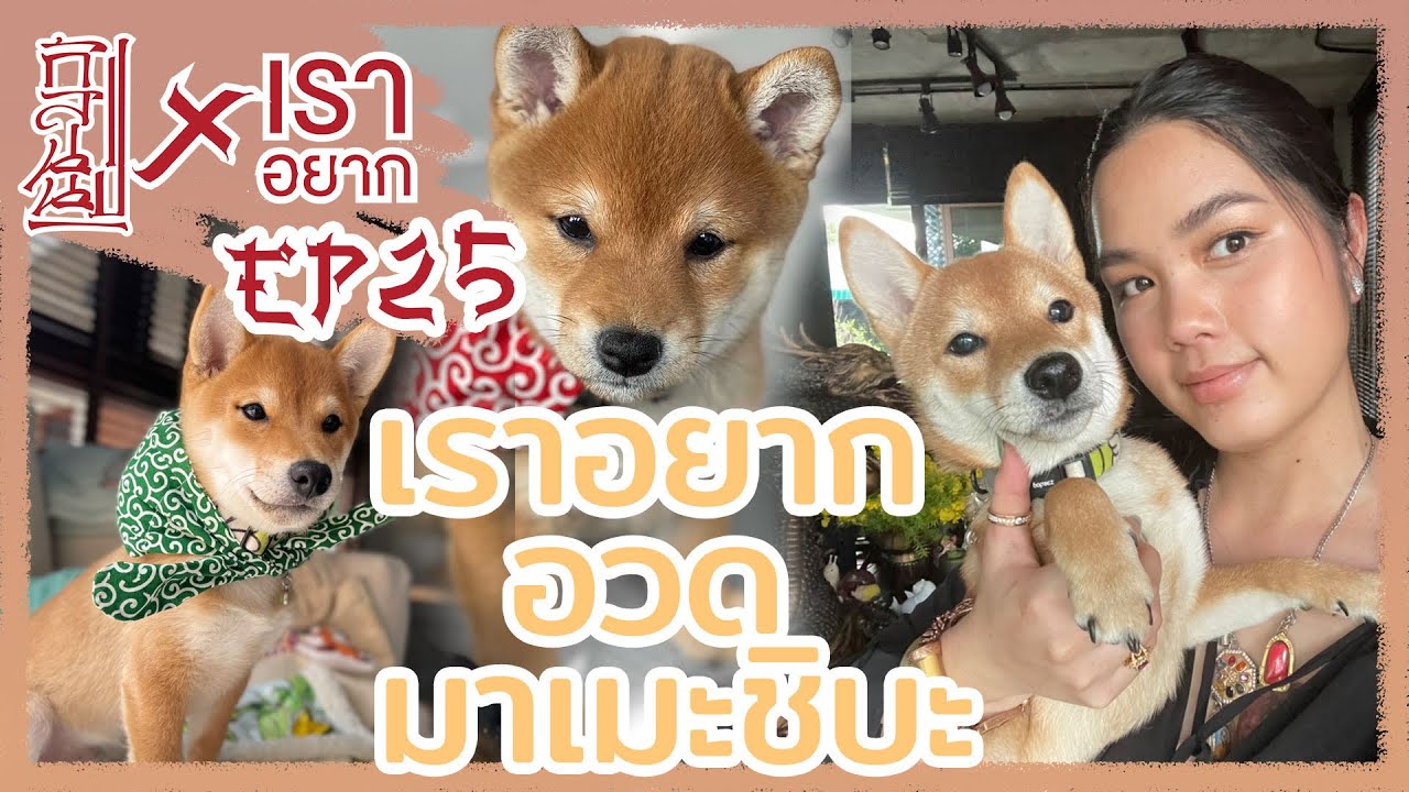 เราอยาก อวดมาเมะชิบะ!!
