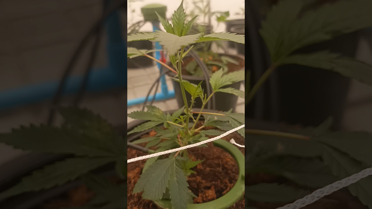 Opening the door to Heaven 🍀🌱 #cannabisgrowth #plantcare #watertips #cannabiscare