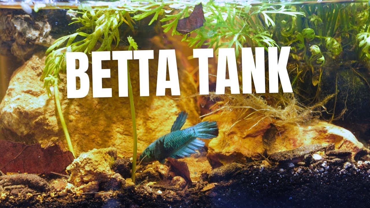 From Nano Pond to Nano Betta Tank (Great for beginner)