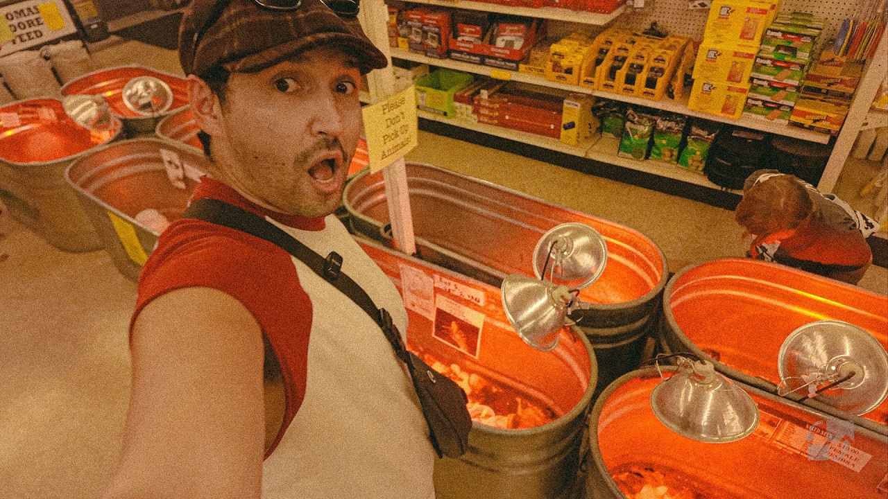 We head to Calahans to pick up some CHICKS!
