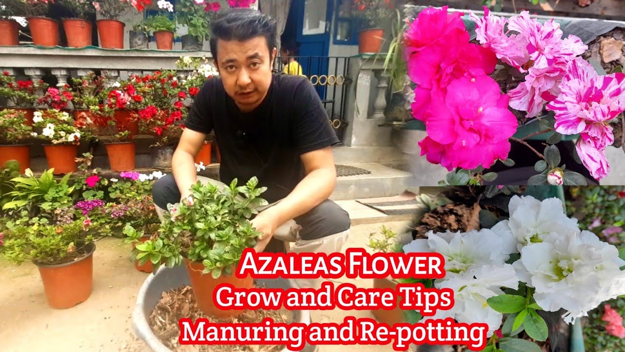 Right way to grow, care, manuring and re-potting Azalea flowering plant 💯✅