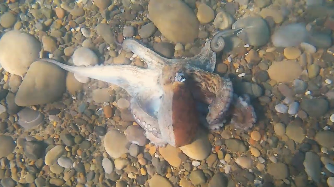 Polpo a pescasub e Carango mediterraneo a spinning. Pesca mista di ottobre.